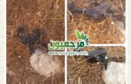 دراون في ارض يانوح ..إليكم التفاصيل !!